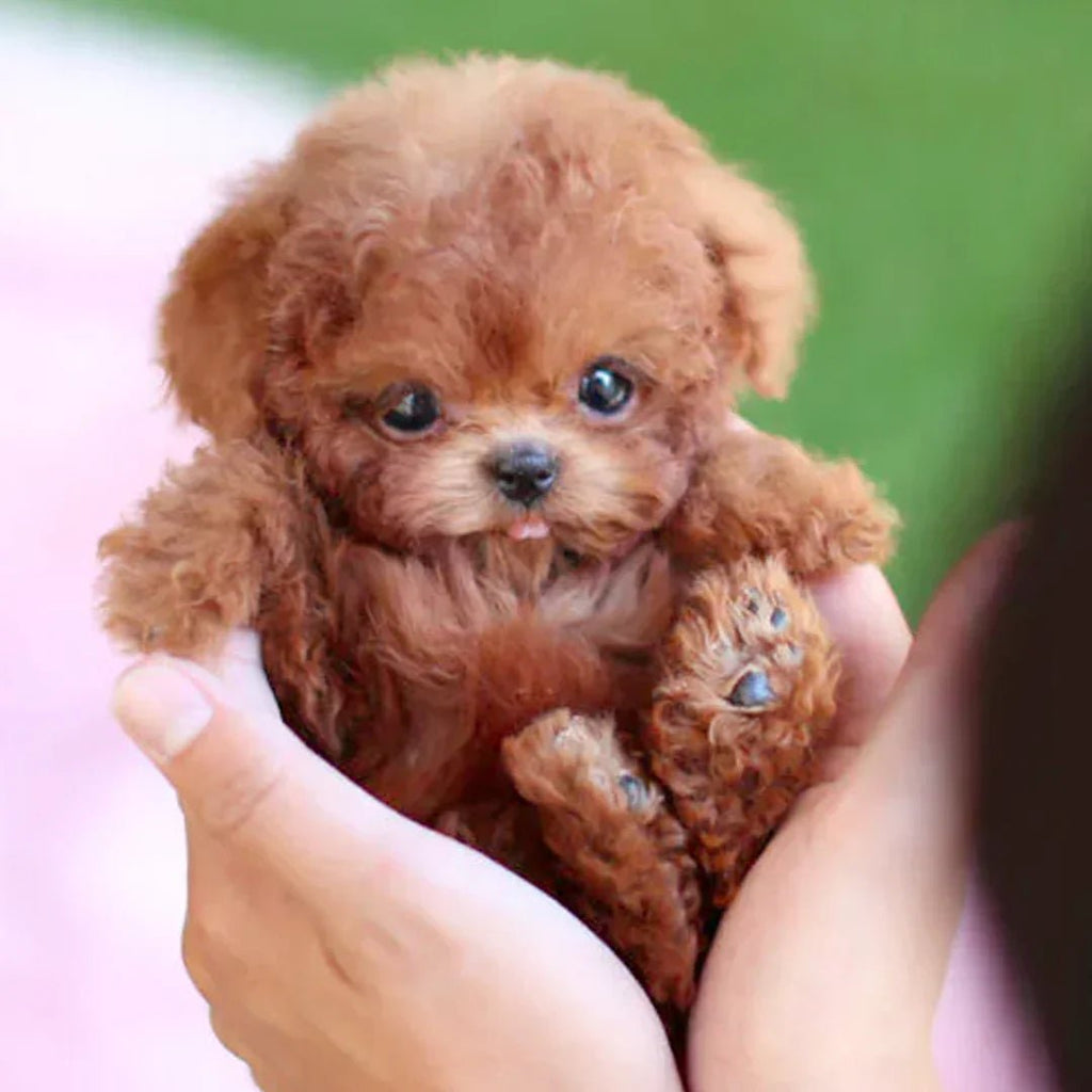 あらゆる年齢向けのリアルな動きをするリアルなぬいぐるみの子犬