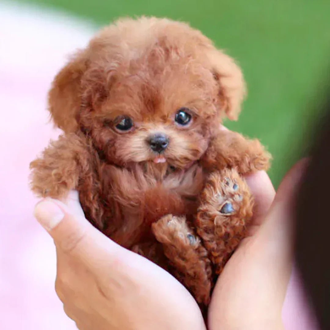 あらゆる年齢向けのリアルな動きをするリアルなぬいぐるみの子犬