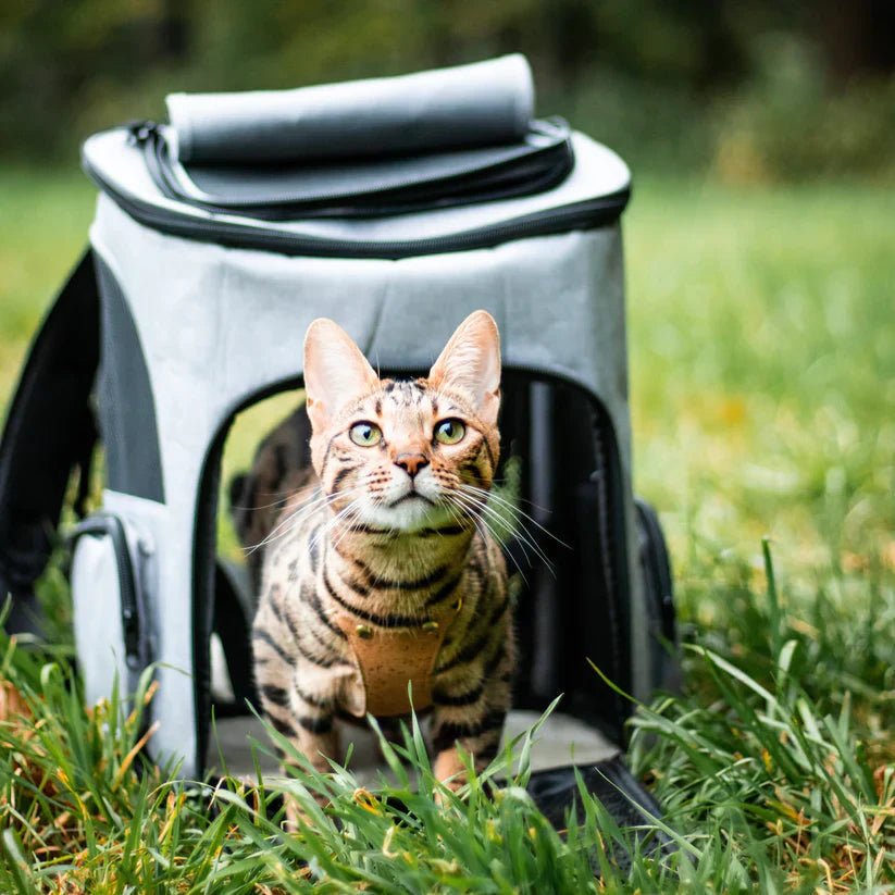 安全で快適な旅行のための窓付きWhiskerVoyage猫用バックパック