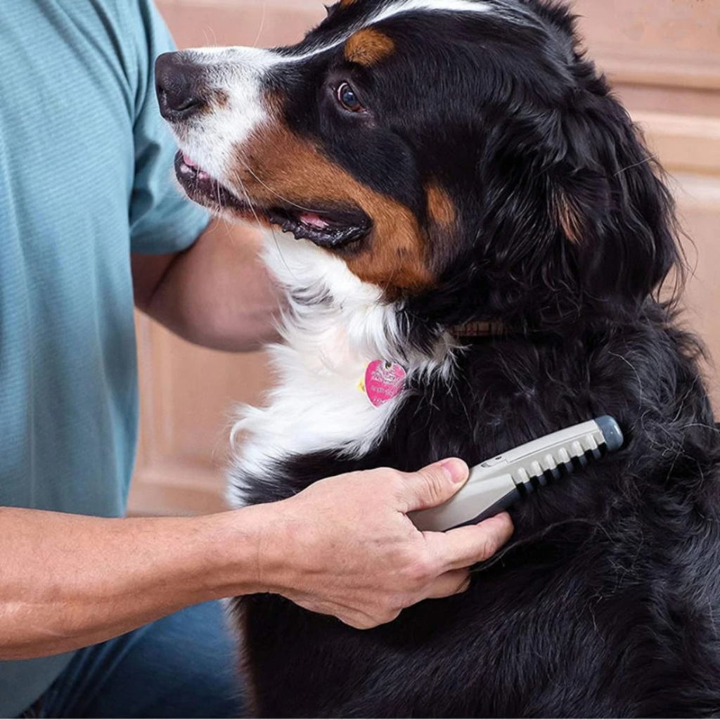 猫と犬のもつれた毛をやさしくほぐすトリマー