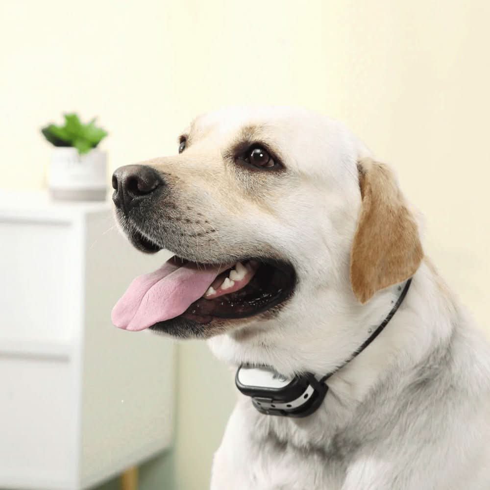 PawGuard 300 ワイヤレス犬用フェンス＆トレーニングカラーシステム ペットオーナー向け