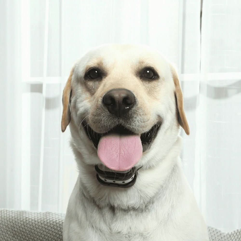 PawGuard 300 ワイヤレス犬用フェンス＆トレーニングカラーシステム ペットオーナー向け