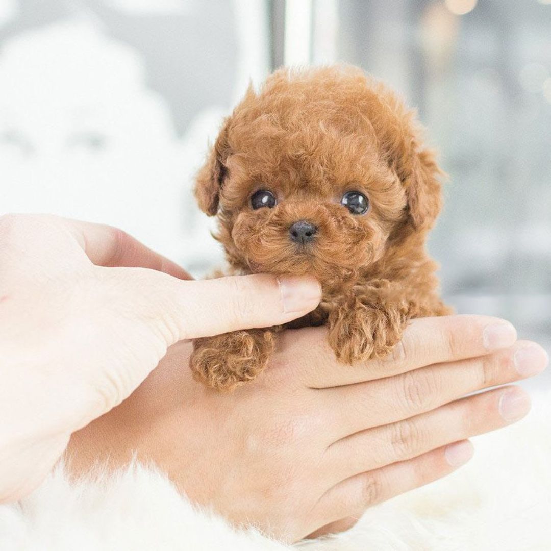 NovaPup ロボット子犬 インタラクティブおもちゃ 子供向け 歩いて、吠えて、しっぽを振る