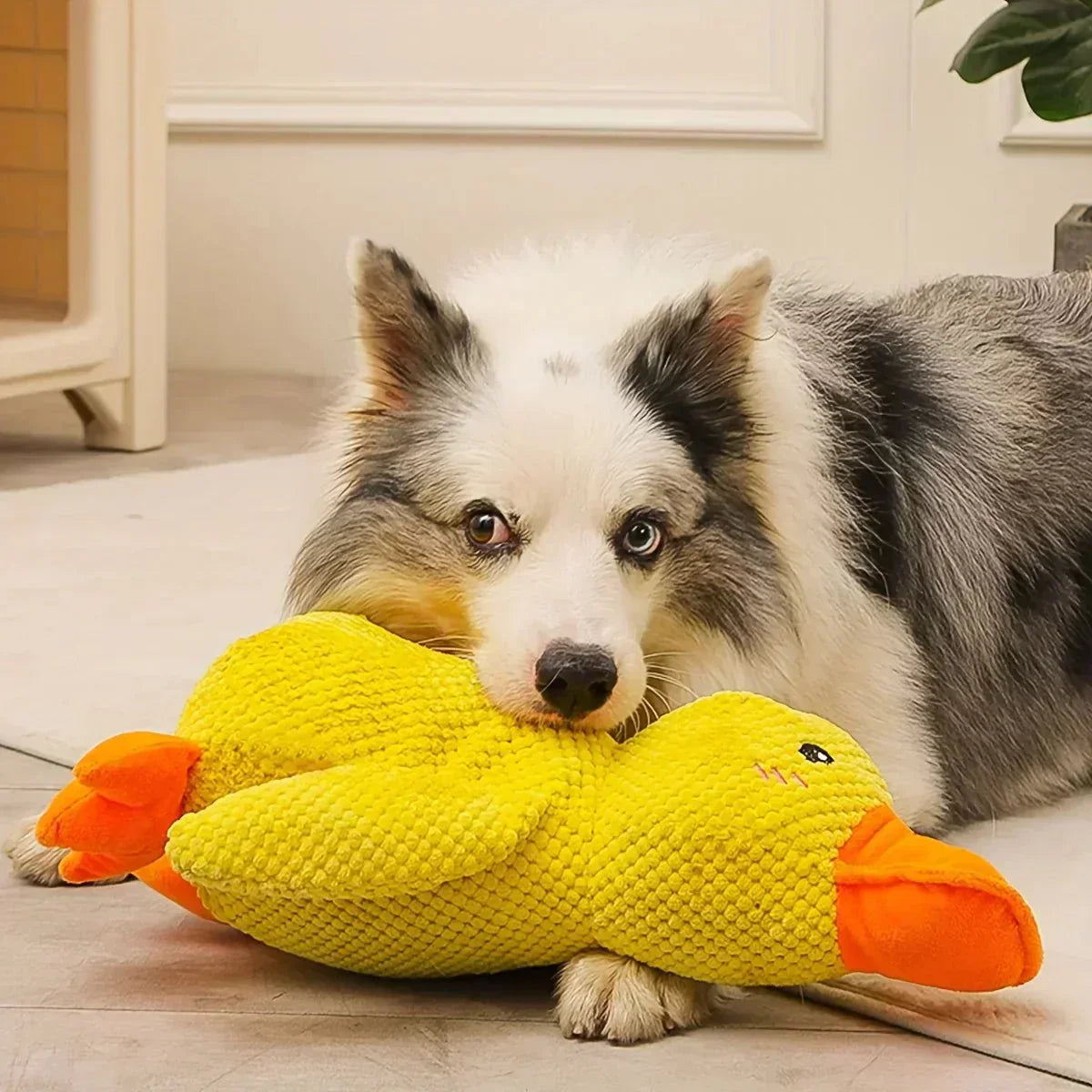 クアッカーパップ 犬用アヒルおもちゃ インタラクティブなクワック音付き