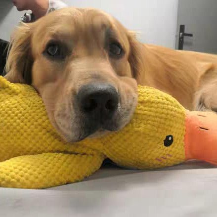 クアッカーパップ 犬用アヒルおもちゃ インタラクティブなクワック音付き
