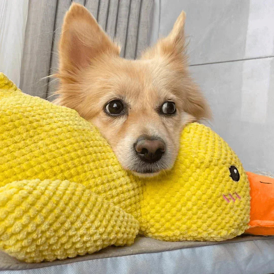 クアッカーパップ 犬用アヒルおもちゃ インタラクティブなクワック音付き