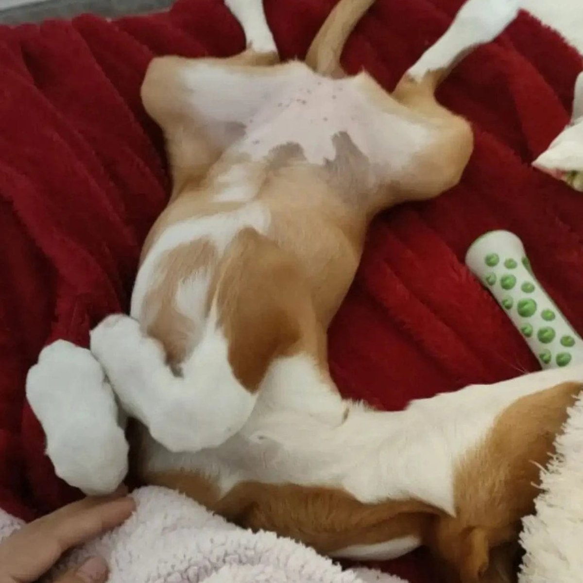 AuraPaws ラベンダー＆カモミール 安心できる犬用おもちゃ 不安軽減用 無毒性ポリマー製