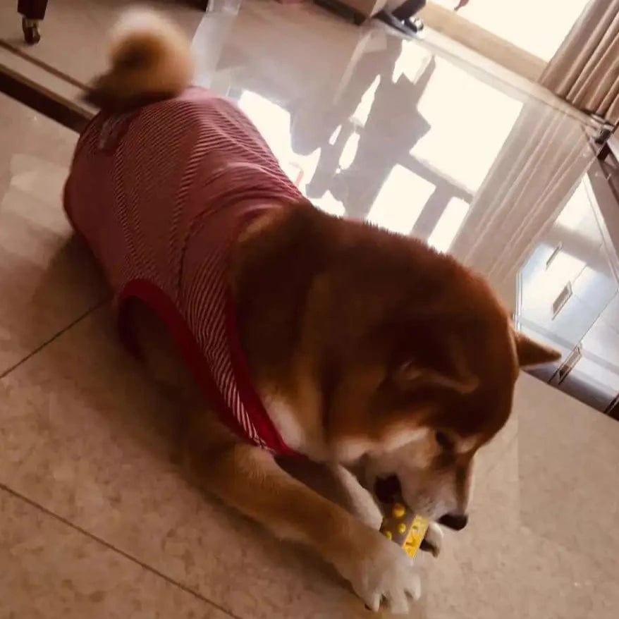 AuraPaws ラベンダー＆カモミール 安心できる犬用おもちゃ 不安軽減用 無毒性ポリマー製